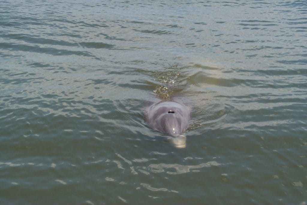 Image of dolphine in water on the website of Shell Point Retirement Community in Fort Myers, FL
